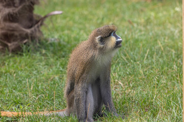 Moustached guenon