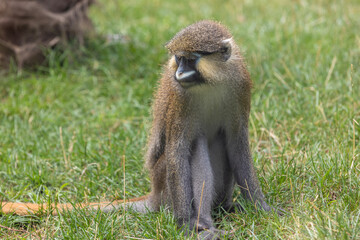 Moustached guenon