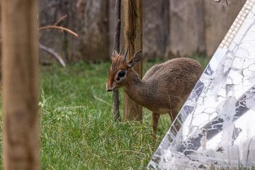 Dik-dik