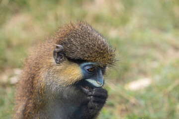 Moustached guenon