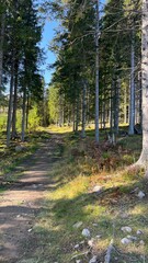 Obraz premium Scenic Hiking Trails in Krokskogen Forest Norway
