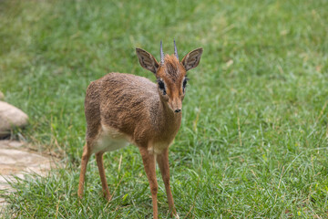 Dik-dik