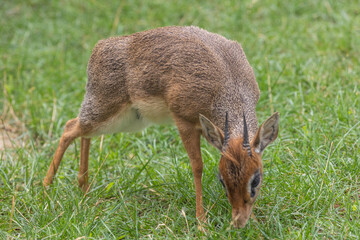 Dik-dik