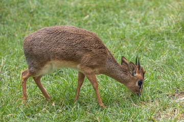 Dik-dik
