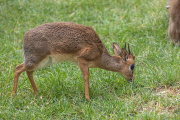 Dik-dik