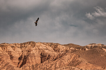 Majestic black kite soaring over the rocky landscape, under a dramatic cloudy sky