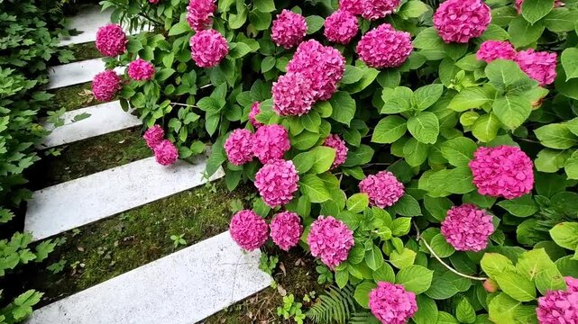 flat stones in garden form a footpath with a bed mulched with bark chips. stepping stones in two rows guide visitors to park. a sidewalk overgrown with ferns and hydrangeas, ostrich fern, fiddlehead