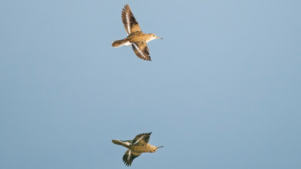A common sandpiper in flight with its reflection on the Rhône