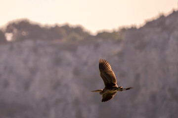 purple heron illuminated by the morning sun against the light