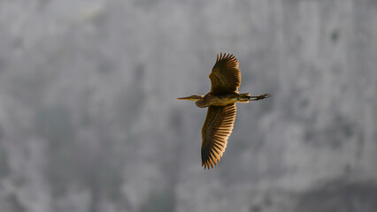 purple heron illuminated by the morning sun against the light