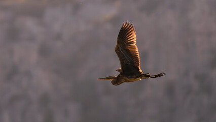 purple heron illuminated by the morning sun against the light