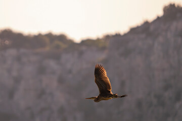 purple heron illuminated by the morning sun against the light