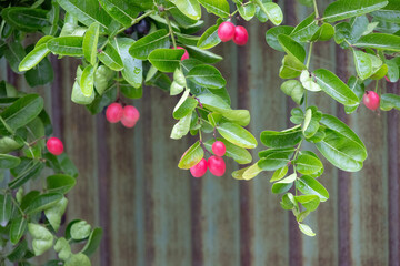 Vibrant red Carissa carandas (Karonda) fruits hang from green branches with glossy leavesetal...