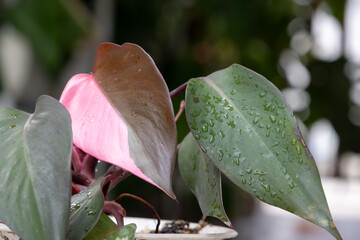 A close-up of a potted Philodendron 'Pink Princess' plant, featuring its dark green and pink leaves © pandaclub23