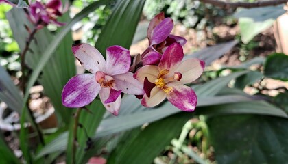 Philippine ground orchid Flowers Blooming on a Green Nature Background