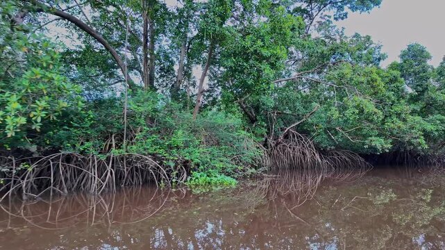 Boat trip on the Igarape do Urubu River, Delta das Americas, Ilha das Canarias, Brazil. Amazon Rainforest. South America