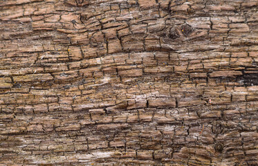 Weathered wood texture close-up