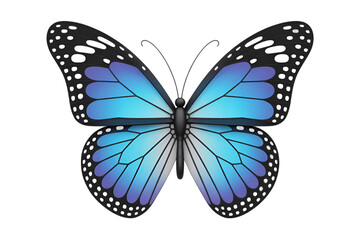 Blue Butterfly with White Spots on Black Background