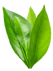 Fresh tea leaves isolated.