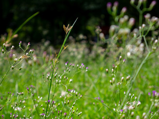Field of Vernonia cinerea wildflowers with fresh green background in nature.