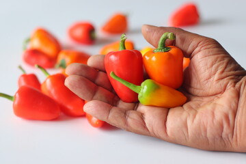 Mini bell peppers presented in hand-held style, featuring red, orange, and yellow pods, shot in...