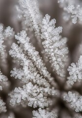 Close-up of Frosted Snowflakes on Tree Branches in Winter Setting