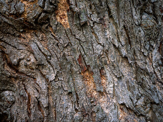 Rough tree bark texture background in natural forest.