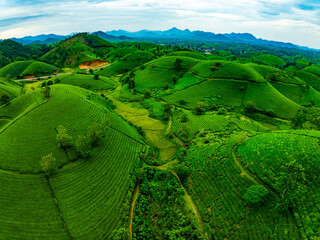 High angle view Rows of growing tea plantation at Long Coc mountains, Phu Tho province,Texture of...