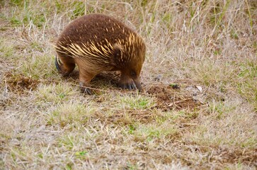 Echidna wandering alongside the road on Phillip Island in digging holes foraging for food on an...