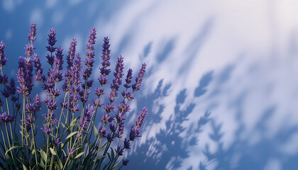 lavender in the wind, 8 image