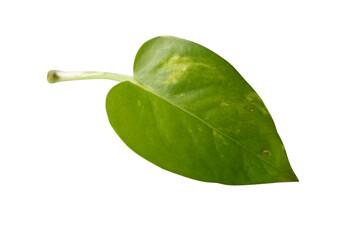 A high-resolution, isolated studio shot of a single, vibrant green pothos leaf on a clean white background. The image clearly shows the leaf's heart shape, pointed tip