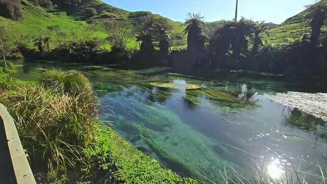 The Blue Spring at Te Waihou in the Waikato Region, Putaruru Blue Spring at New Zealand 