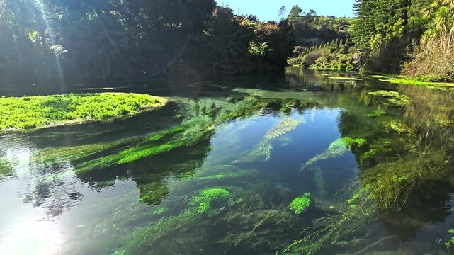 The Blue Spring at Te Waihou in the Waikato Region, Putaruru Blue Spring at New Zealand 