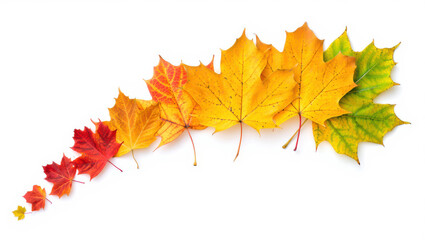 Yellow and orange autumn maple leaves isolated on a white background
