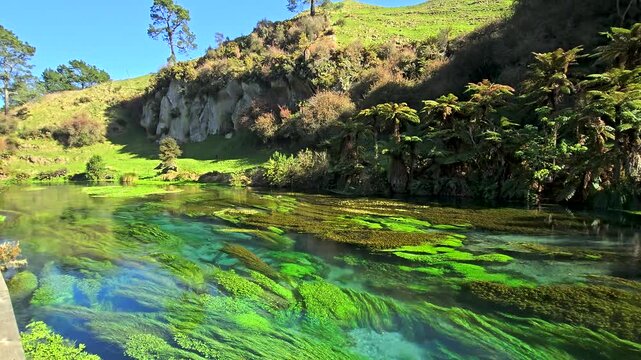 Beautiful scenery at Putaruru Blue Spring at New Zealand 