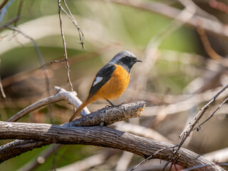 枝にとまるジョウビタキのオス