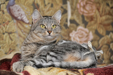 a beautiful domestic cat with bright yellow eyes and thick short fur with a distinct gray-brown tiger pattern.  
