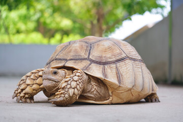 Sulcata Tortoise inside of concrete enclosure in a farm