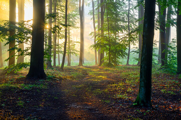 Beautiful sunny morning in green forest