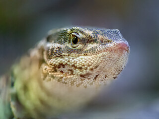 Portrait of a Ridge-tailed Monitor watching in a terrarium. Varanus acanthurus, Touraine, Indre et...