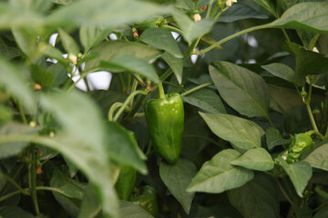 	風に揺れるピーマン