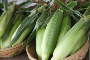 陳列されたトウモロコシ