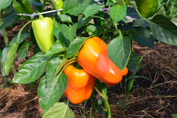 orange organic Bell Peppers Growing on a Plant in a Garden
