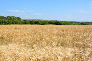 Golden Wheat Field Under Blue Sky with a green forest