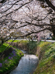 所沢東川の桜