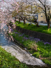 所沢東川の桜
