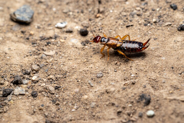 Common Earwig Insect on Soil Surface
