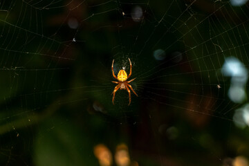 Garden Cross Spider on Web in Natural Light
