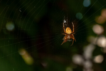 Garden Cross Spider on Web in Natural Light