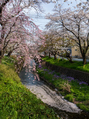 所沢東川の桜